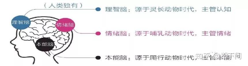 我们大脑最原始的部分成为本能脑,主管生存本能;然后进化出情绪脑