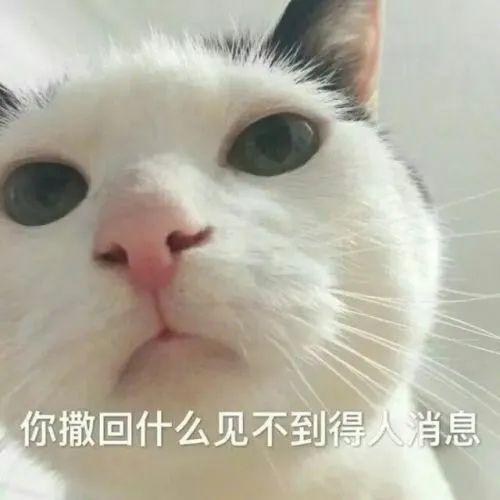 超级可爱的猫咪表情包萌萌哒400张