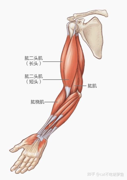 屈肘关节的肌肉(肱二头肌,肱肌,肱桡肌,旋前圆肌