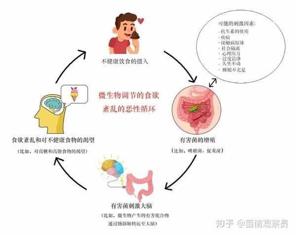 肠道菌群与我们的食欲