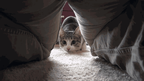壁纸 动物 狗 狗狗 500_281 gif 动态图 动图