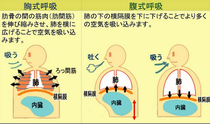 胸式呼吸 腹式呼吸 瓦氏呼吸法 是什么?