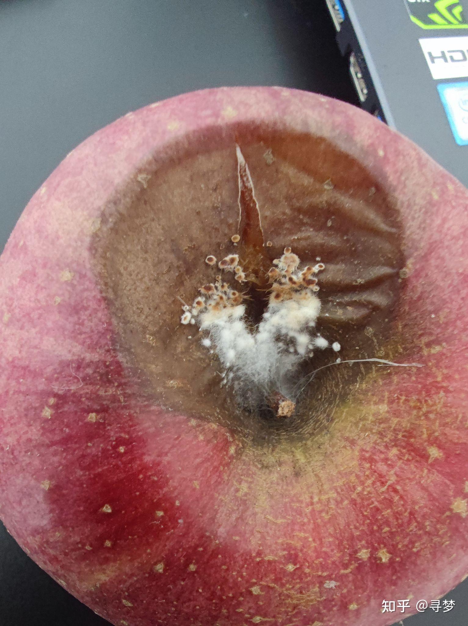 富士苹果在储藏过程中出现果窝腐烂是什么原因