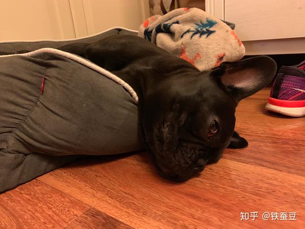法斗品相以及尴尬期和爆头期的问题?