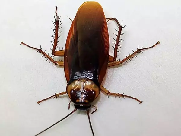 湿热天气导致澳洲各地均出现蟑螂泛滥成灾!最全澳洲灭