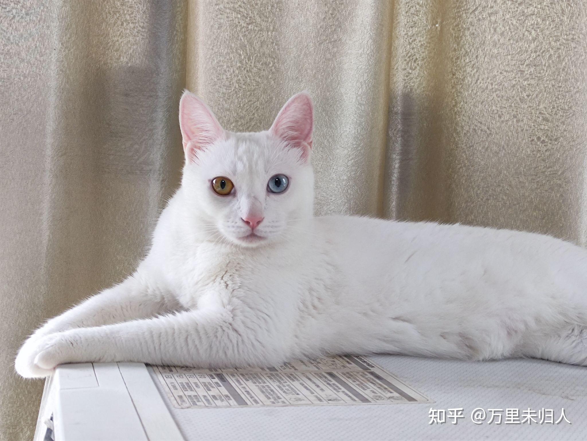 这只小猫是长毛还是短毛,是狮子猫吗?