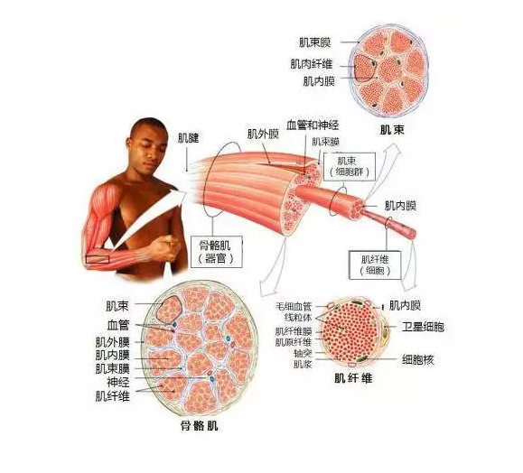 我们在力量训练之后,肌纤维体积变大,使得肌肉的横截面积变大.