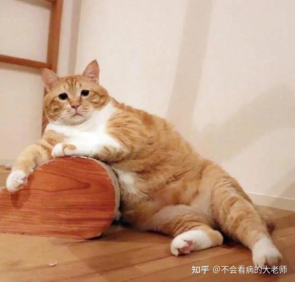 橘猫是最为费钱的几种猫咪之一!