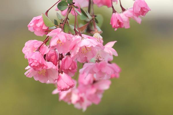 送海棠花代表什么寓意?海棠花花语盘点