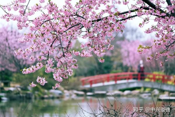 无锡和武汉的樱花盛开了!快来一起云赏樱花!