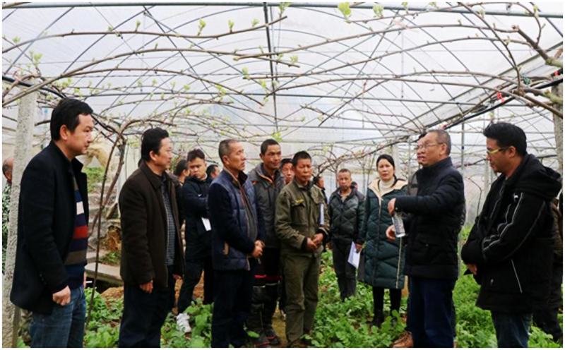 湘西州农业农村局农业专家赴凤凰开展猕猴桃种植技术培训