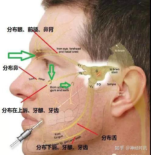 于眼神经与下颌神经之间由三叉神经节的前缘中部发出,水平向前,沿海绵