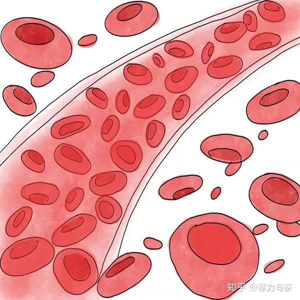 血红细胞平均每4个月更(si)新(le)一次,这一辈子,你已免费充血240次.