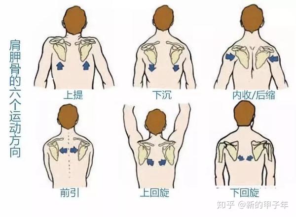 肩胛胸壁关节的运动和稳定.
