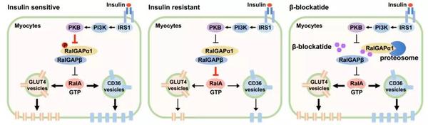 图一 ralgapα1/β 复合体调控骨骼肌糖脂代谢及骨骼肌胰岛素敏感性