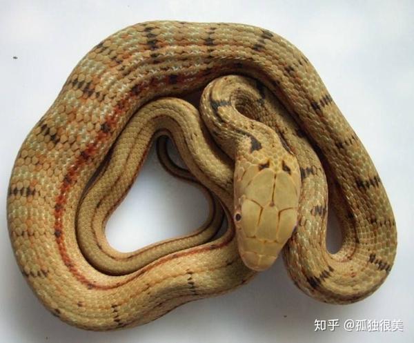 小区出现蛇,请问有毒吗?