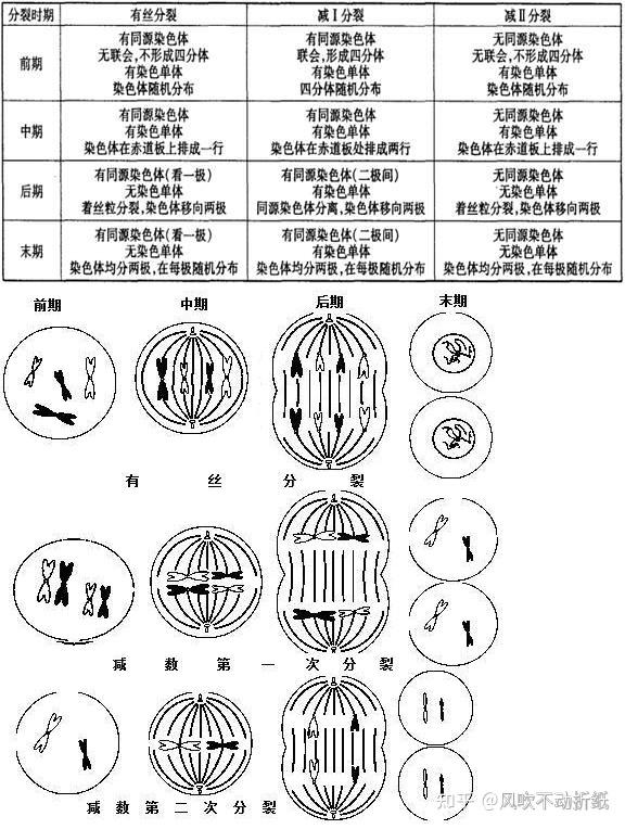 2.有丝分裂与减数分裂的 对比及区别