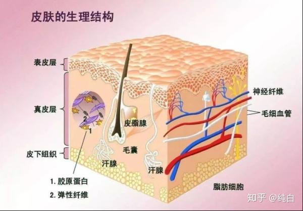 从皮肤结构谈护肤