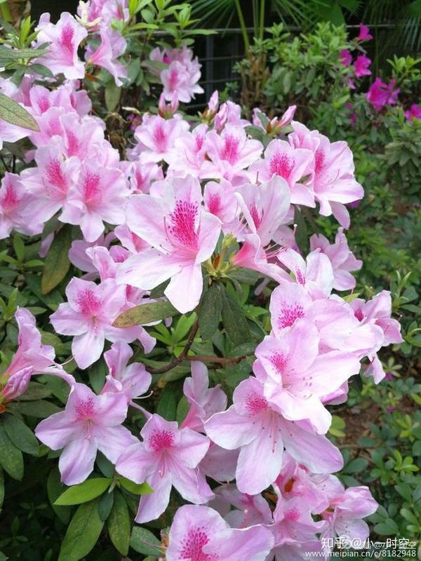 花花世界:粉色杜鹃,这般清丽优雅
