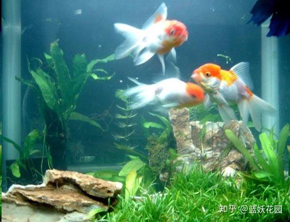 用这3种废水浇花不仅长的快而且开花超多