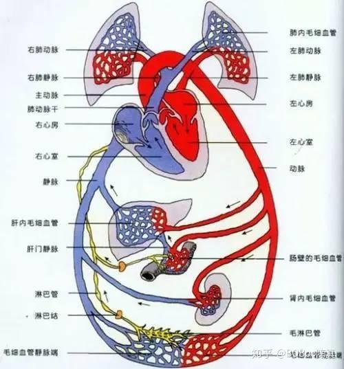 参与体循环中的血液循环(体循环又分为血液循环,肺循环),这也就说明了