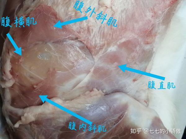 动物医学专业者有需要的自取 ●羊的剖检 肌肉,骨头,淋巴结