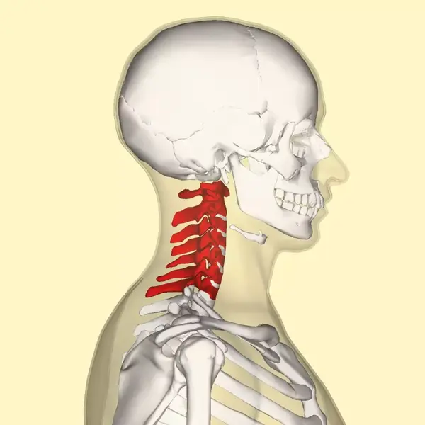 人类颈椎的位置(红色部分),其由7块骨头组成 / anatomography