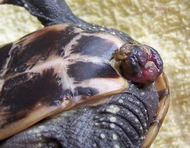 你以为龟的丁丁很小吗?乌龟的不但小,而且是个球呢(这是怎么插进去的?