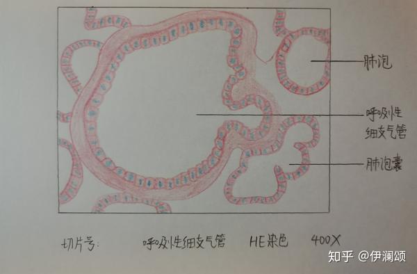 组胚实验红蓝铅笔绘图(切片号未填)