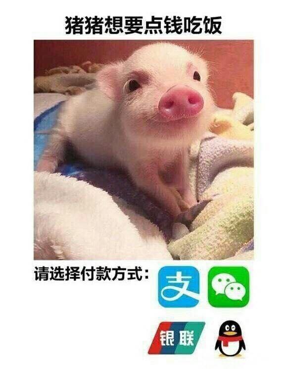 有哪些猪的搞笑图片或者表情包?