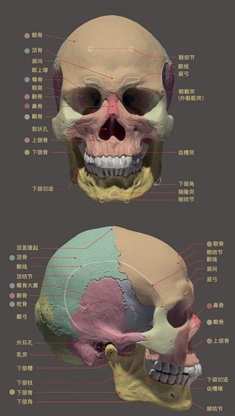 素描入门 素描头像三庭五眼及骨骼结构