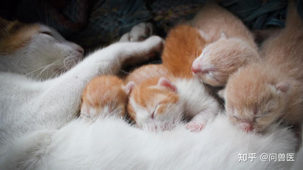 在哺乳期的小猫是如何发育成长的
