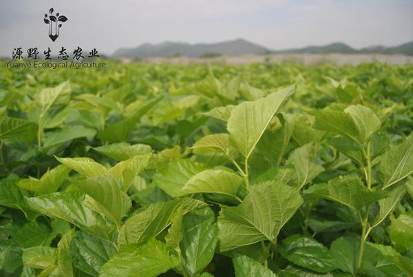 源野生态农业舌尖上的神仙叶岑溪桑芽菜