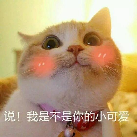 有什么特别可爱猫猫的动态图或表情包吗?