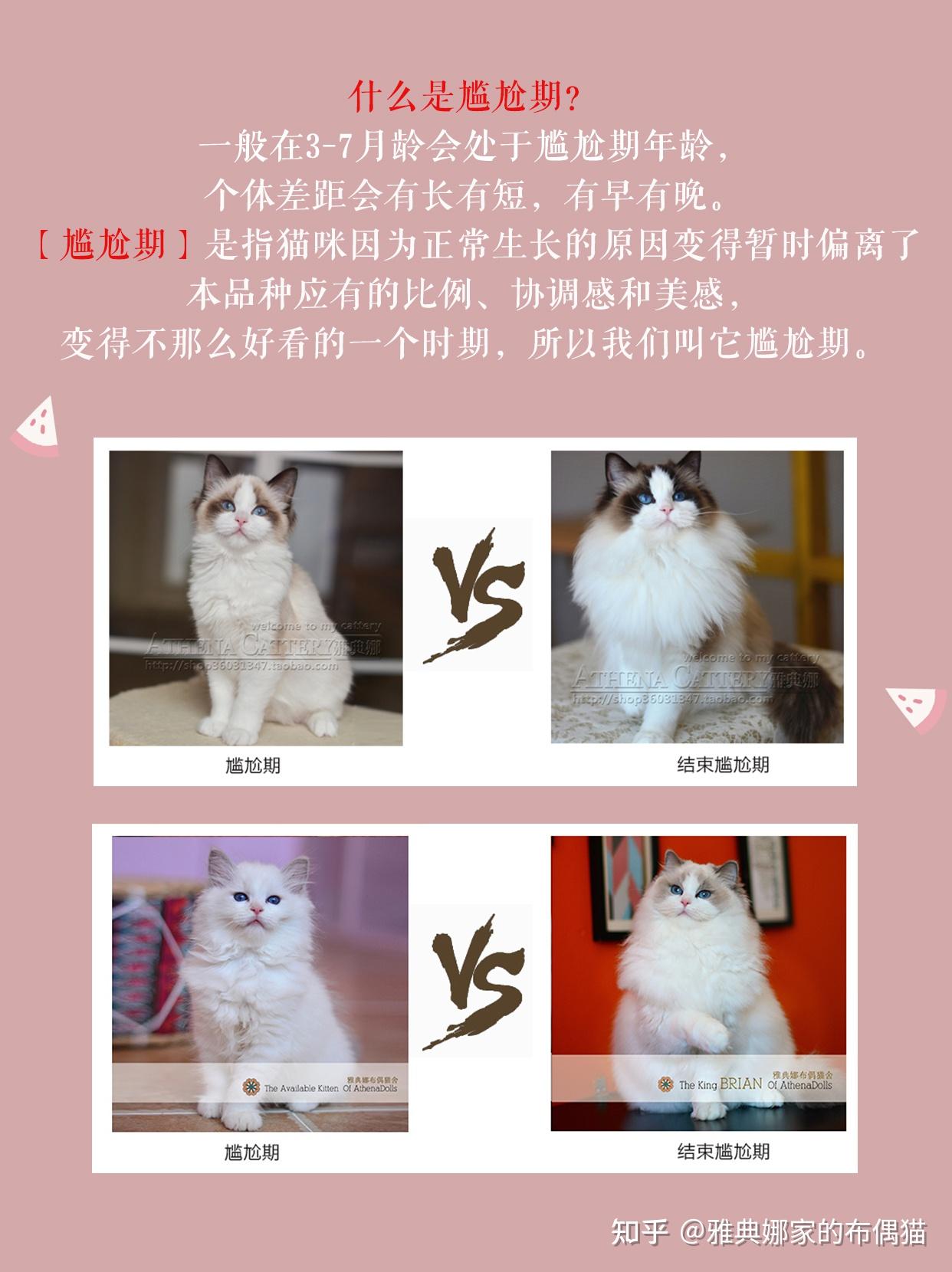 一组图带你了解布偶猫的成长过程/布偶猫的尴尬期