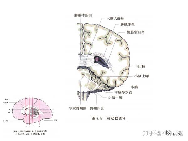 解剖课件| 基底节-内囊-丘脑解剖