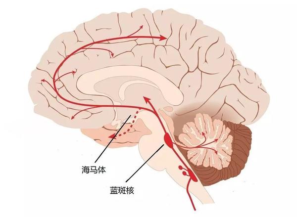 位于脑干的蓝斑核(locus coeruleus ,lc)有许多功能,它影响着一个人的