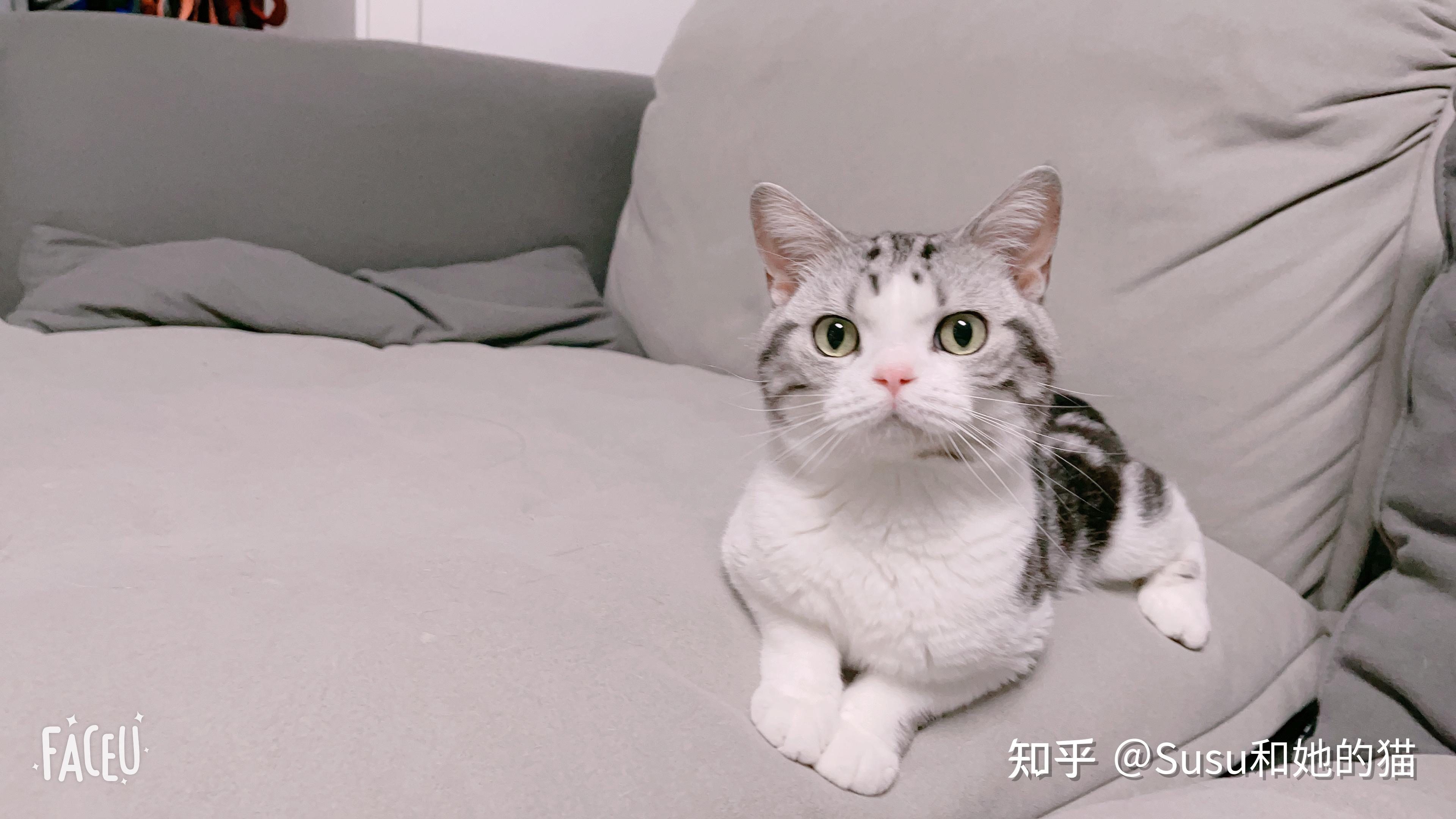 预算5000能买到美短吗这个价位能买到什么档次的哪个猫舍好点最好是