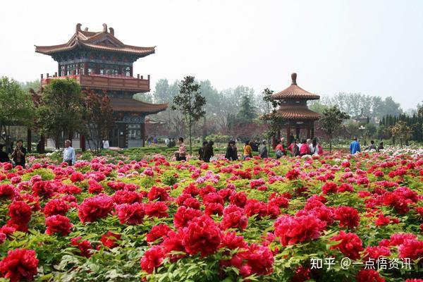 2021年第39届中国洛阳牡丹文化节即将开幕