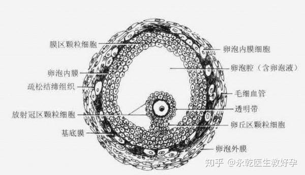 囊状卵泡的结构,囊状卵泡结构复杂由外而内排列如下