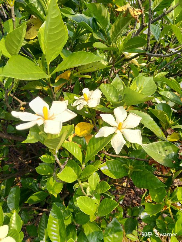 栀子花细胞液的成长历程