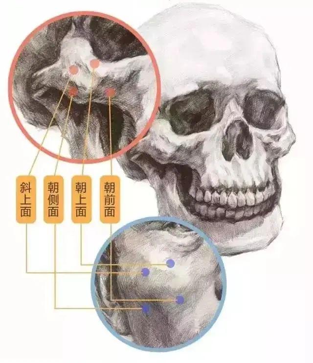 不清晰头骨骨骼结构的素描头像就像包不住火的纸一样