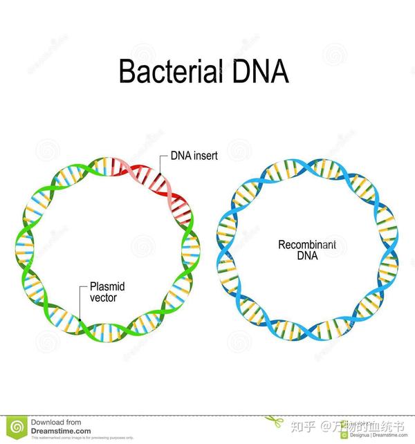 细菌质粒是双链dna形成的环形结构