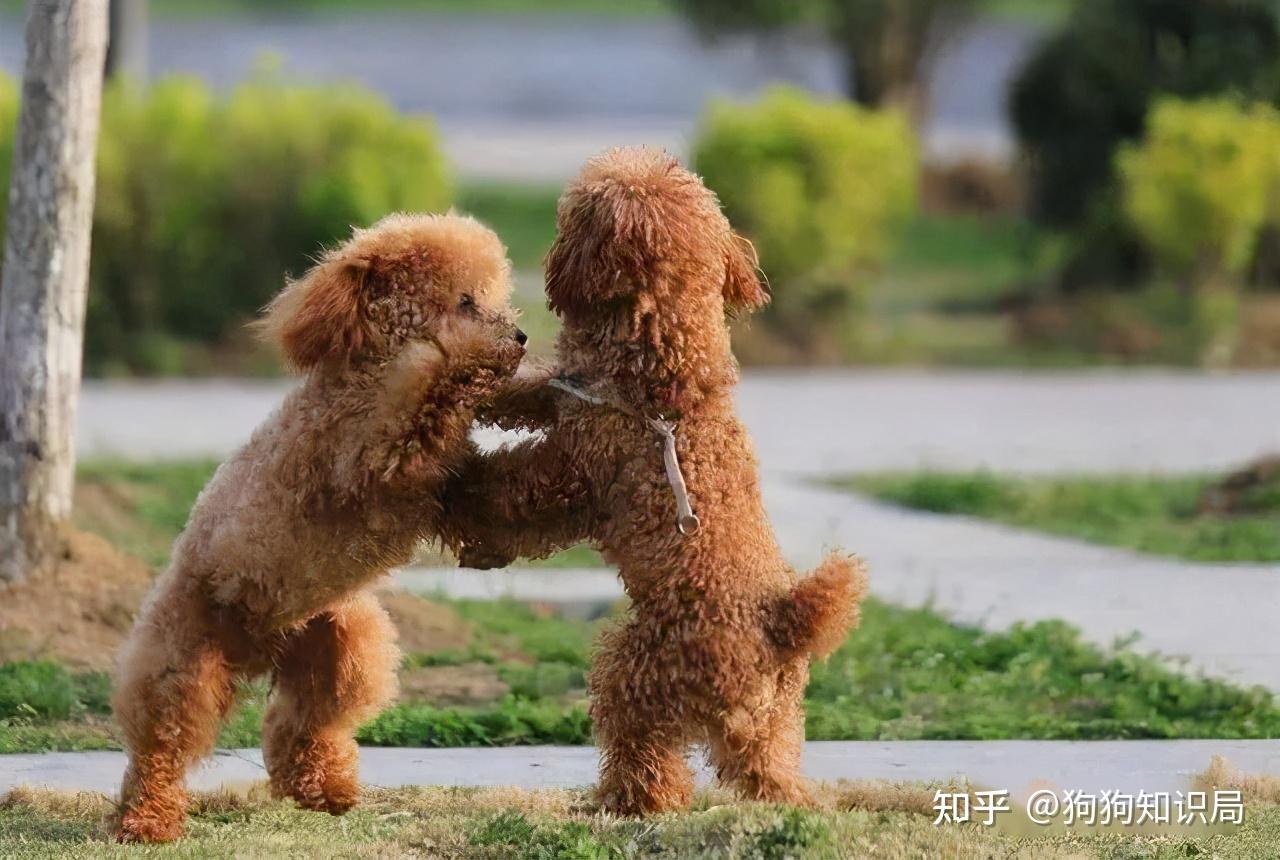 泰迪犬好色,喜欢"日天日地日空气",总是让主人很尴尬.