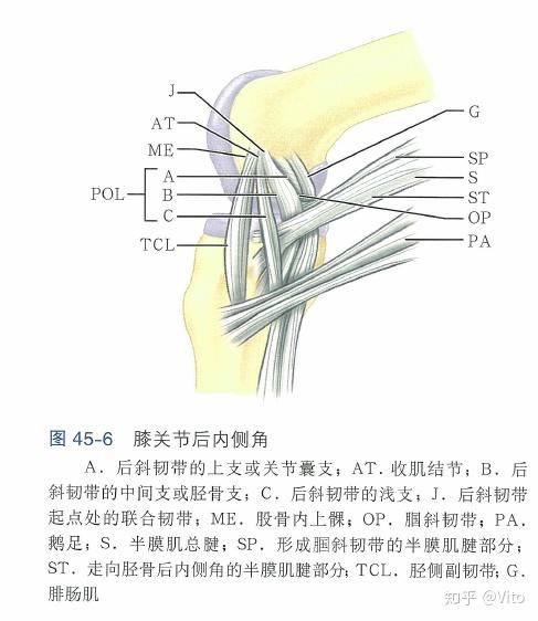 后侧关节囊的后斜韧带部分) 外侧四联复合体(髂胫束,外侧副韧带,腘