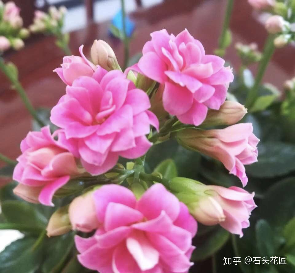 过年之前,给家里养上6种花,花朵红红火火,寓意美好