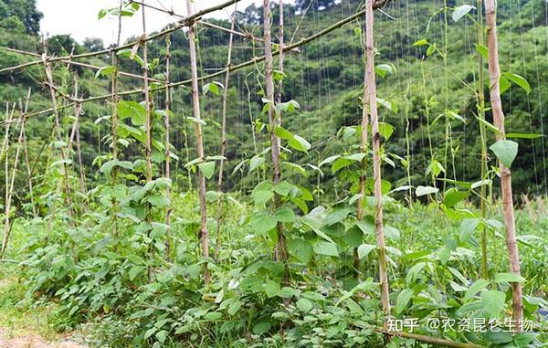 蔬菜豆角叶子发黄怎样治豆角黄叶死苗烂根怎么办豆角预防重茬根腐用根