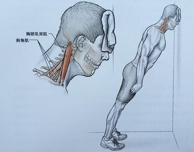 收缩时,颈皮肤呈现横皱纹. 颈阔肌放松可见【02 面部肌肉】. 2.