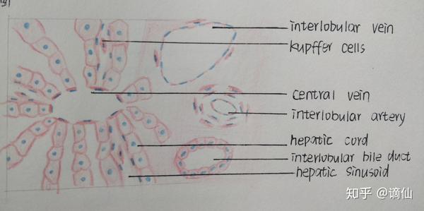 肝小叶与门管区(这个我也不知道是借鉴了哪位大触的绘图 原图真的