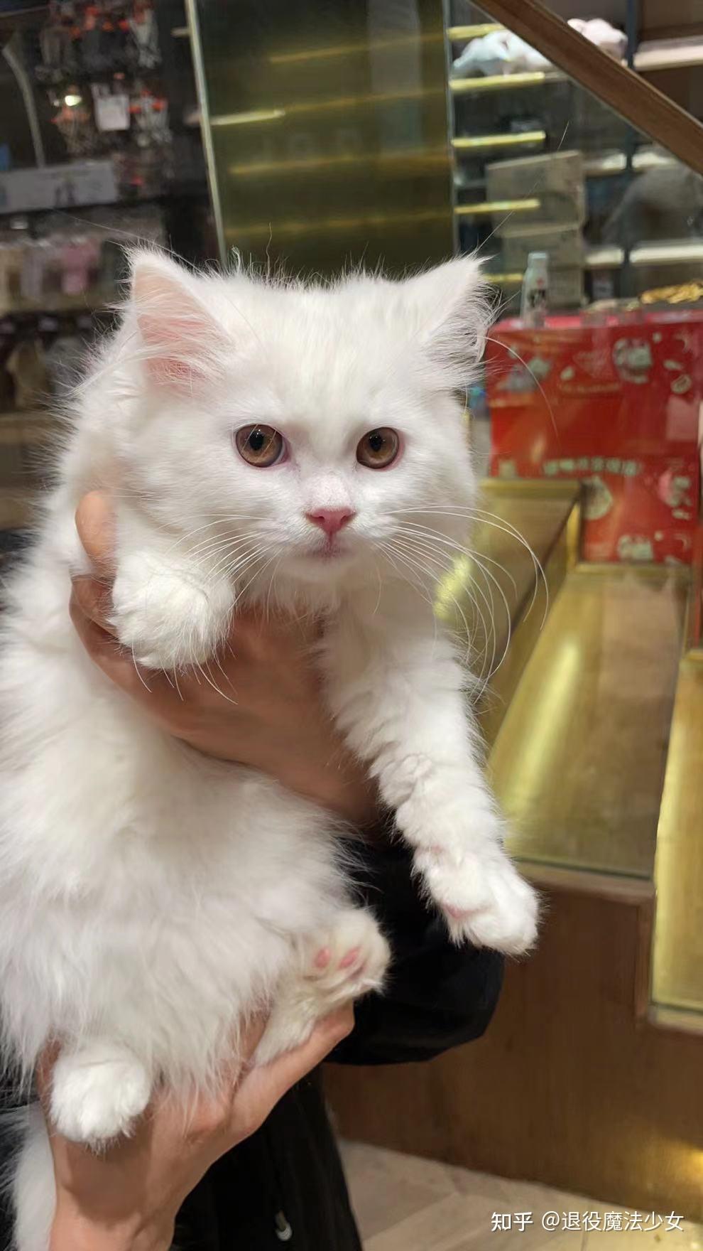 请问这是什么品种的猫?看图片描述,谢谢?